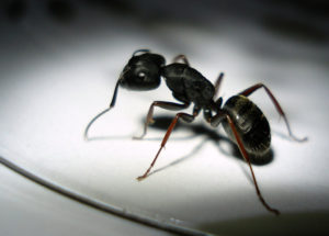 hormigas-1