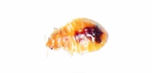 de la Fumigacion de Chinches se puede ver la larva fase 4