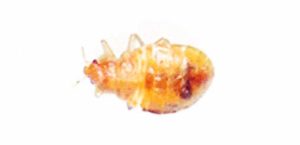 de la Fumigacion de Chinches se puede apreciar la larva fase 5