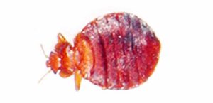 estas son muy comunes en la fumigacion de chinches, y podemos ver una chinche claramente adulta