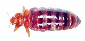 Una chinche hembra que se aprecia alargada que también se elimina en una fumigacion de chinches