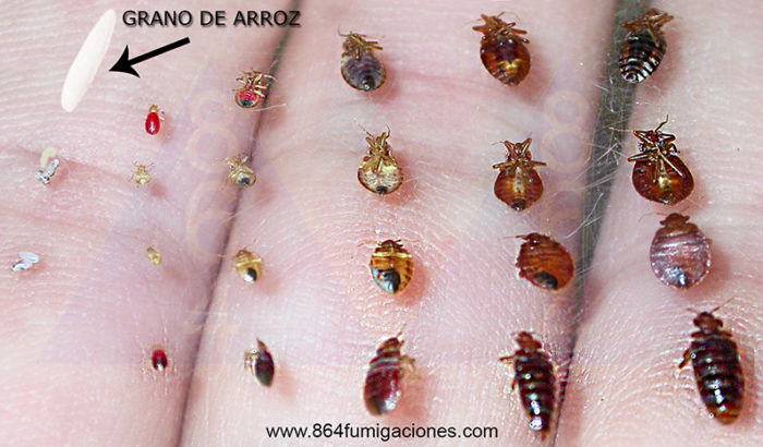 Como son las chinches en la fumigación de chinches