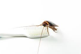 Cucarachas en el cepillo de dientes es una clara señal de que necesitas una fumigación de ucarachas