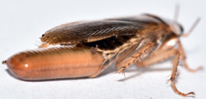 Una Fumigación de cucaracahs eficaz elimina los huevecillos
