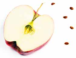 seguramente necesitemos una fumigación de chinches si vemos a estos bichos que parecen semilla de manzana