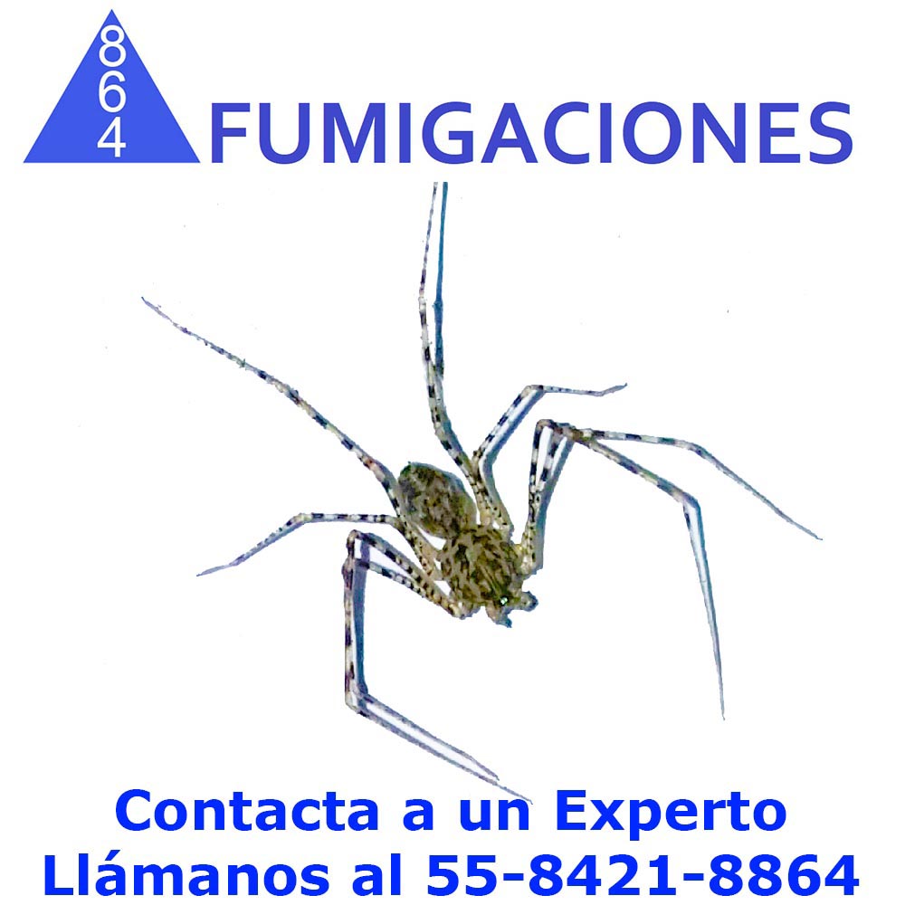 Información sobre nuestras fumigaciones arañas - Fumigaciones864