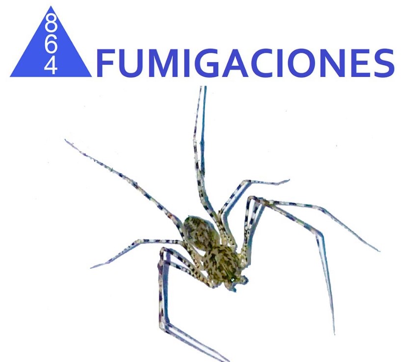 araña tigre o patona escupidora 864 fumigaciones