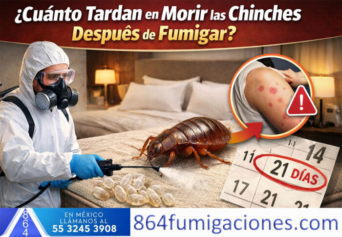 Asesoría por teléfono y WhatsApp - Cuánto tardan en morir las chinches después de fumigar