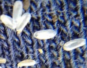 huevos de chinches adheridos a tela