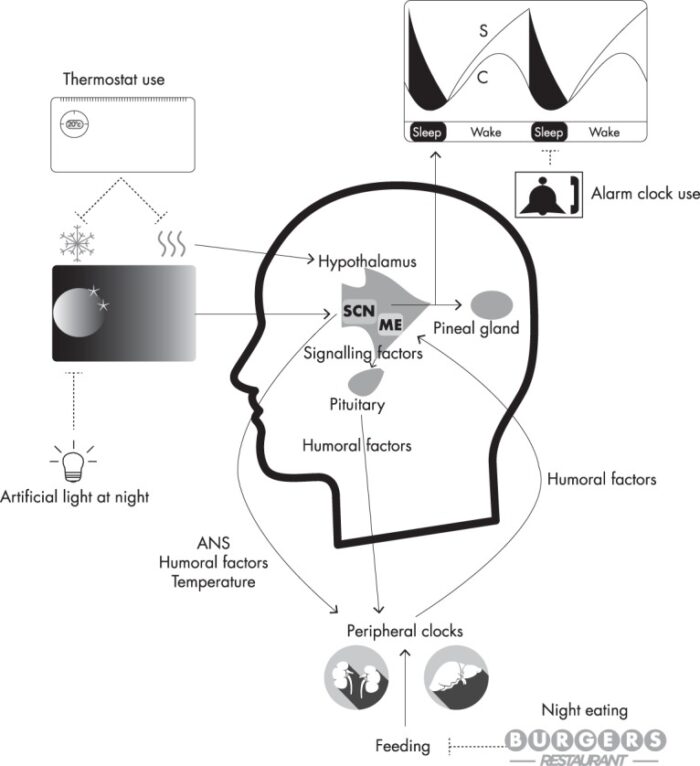 Diagrama ritmo circadiano normal vs desajustado por interrupciones de sueño