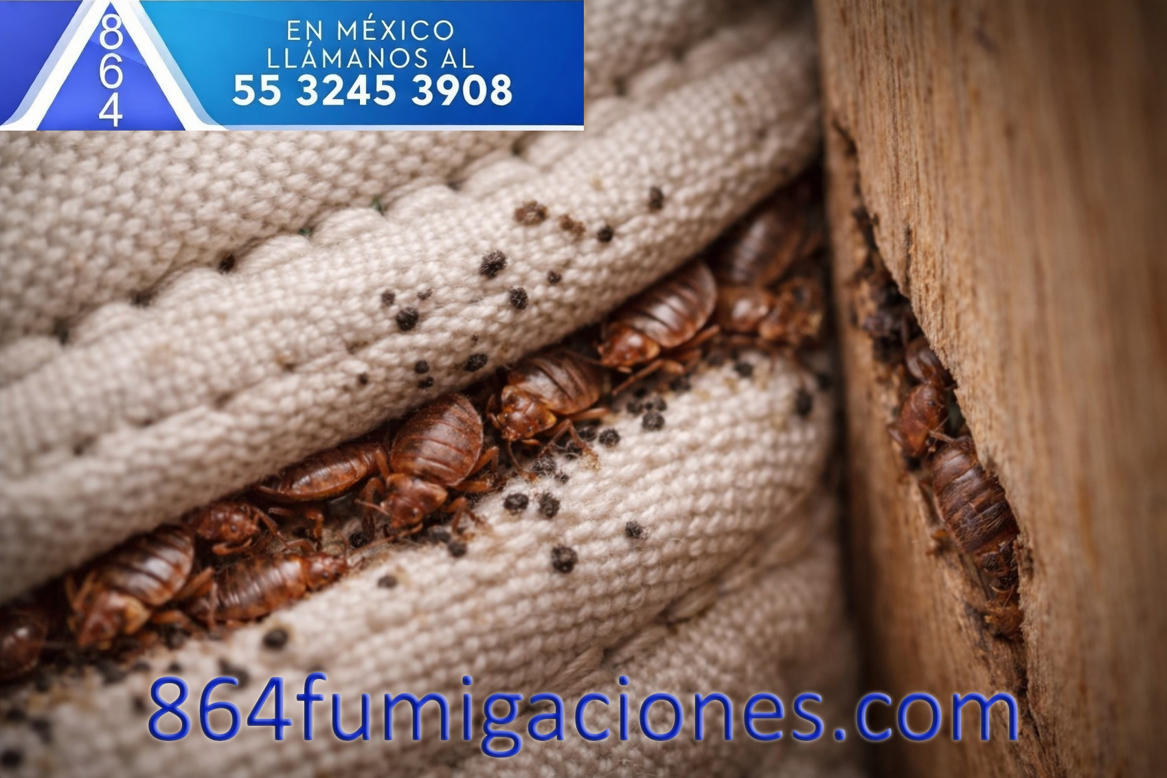 chinches de cama escondidas en costuras del colchón