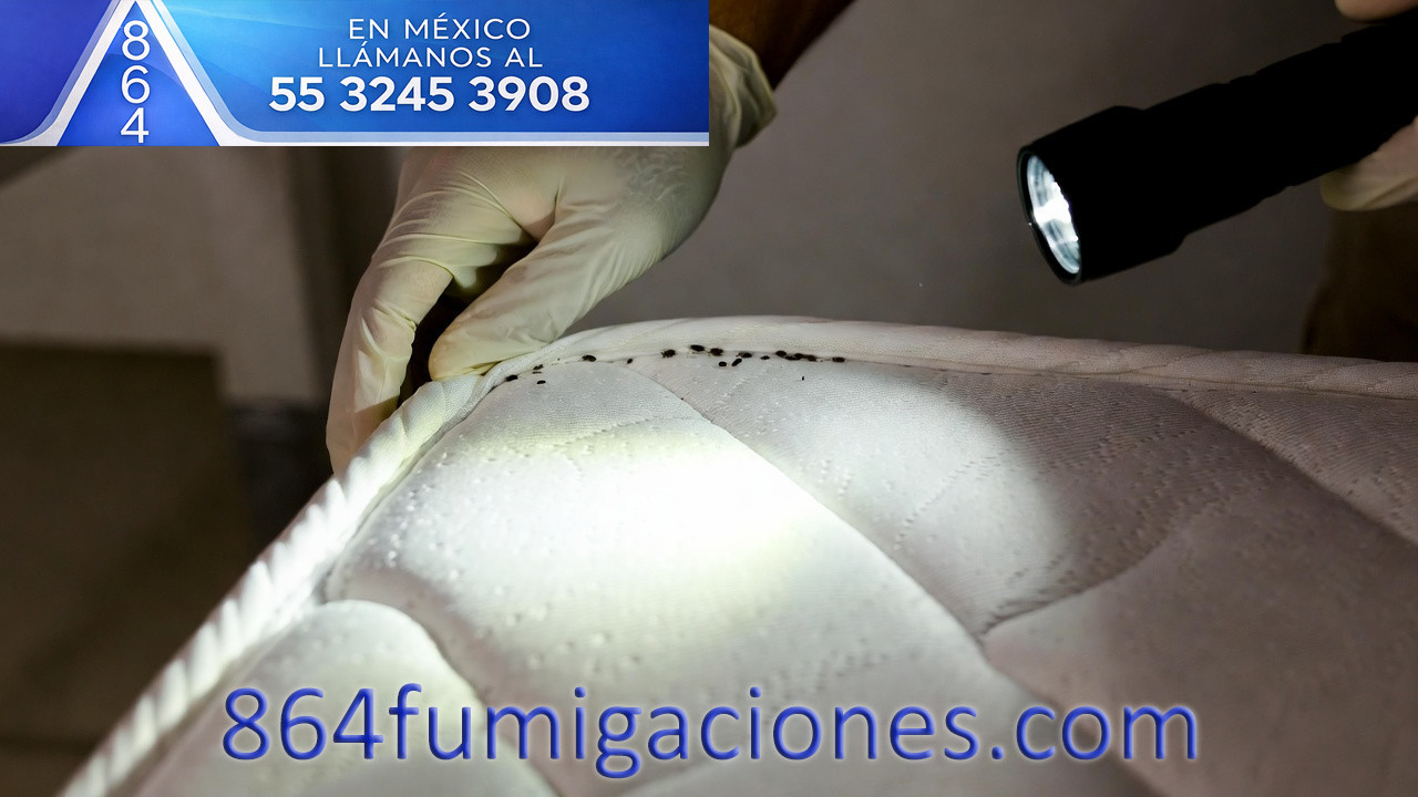 chinches en costura de colchón durante inspección