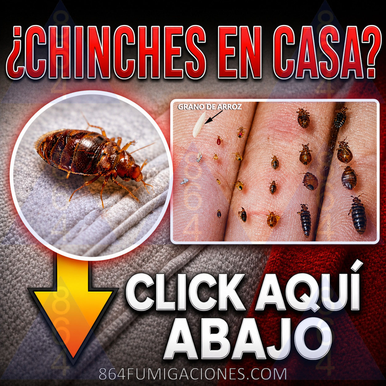 Fumigación de chinches: cómo son las chinches de cama en todas sus etapas y tamaño real comparado con grano de arroz y una adulta real clara y nítida